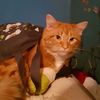 abluekittycat