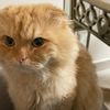 chulbuli_cat01