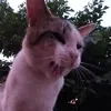 ilovemysillycatt