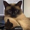 jaefoxo