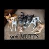michigans_pack_of_mutts