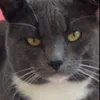 beautifulcatbear