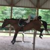 weirdhorsethot