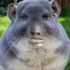 elibambeli