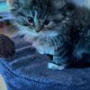 oreothecutekittyy