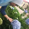 ruby_ita87