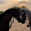 aminaibb