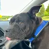 abbyframe2