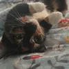mollie.ekins