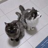 oreomocha.cats