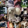 abberleyanimals