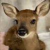 alicnaclto