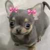 FofosCuriosos