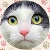 newfiemeow