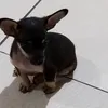 infobreno