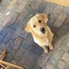 zacforster_