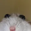 marsupialsalado