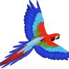 kyp_amaya