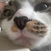 lizonak