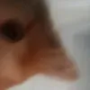 vfarfalla_