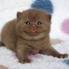 stewpidcheesecat03