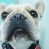 apolofrances