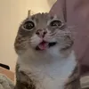 ritteroi