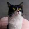 rikycat