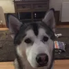 theshonnon