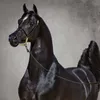 aboschamr