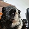 cavia508