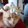 gatinhoslen