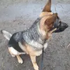 gooddoggy_