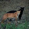 gatito_gordouwu