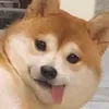 _onadiao_