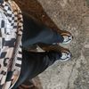 xigma_1