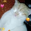 effa_fatima