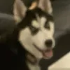 yamaflutschii