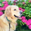 spyrothegolden