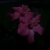 joylvrr_xo