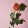 thee_ally_rose