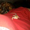 grumpy.the.beardie