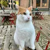 verschmaust