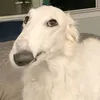 ulceriss