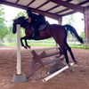 ava_equine9100