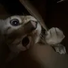 da_ytona