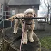 action.dogs