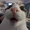 ehjustbell