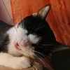 mirycats