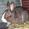 harley_the_rabbit